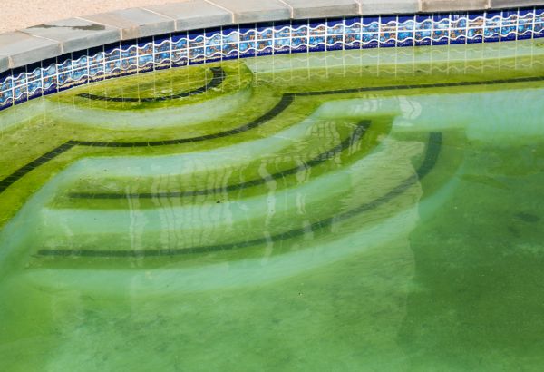 Pool Deck Algae Removal in Brentwood